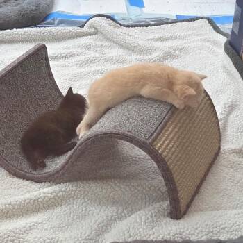 Mochi -  Domestic Medium Hair Cat Available for Adoption in Evensville, Tennessee - Mochi | PetCurious