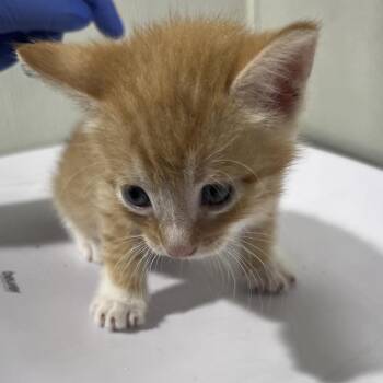 Gomez -  Domestic Short Hair Cat for Adoption in Tampa, Florida - Gomez | PetCurious