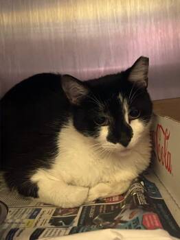 Lucky Flickerman -  Domestic Short Hair Cat for Adoption in Jackson, Tennessee - Lucky Flickerman | PetCurious