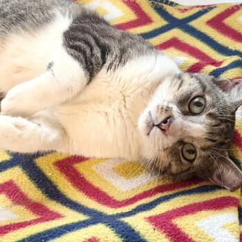 Gianinna -  Domestic Short Hair Cat for Adoption in Panama City, Florida - Gianinna | PetCurious
