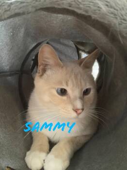 Sammy -  Domestic Short Hair Cat for Adoption in Eugene, Oregon - Sammy | PetCurious