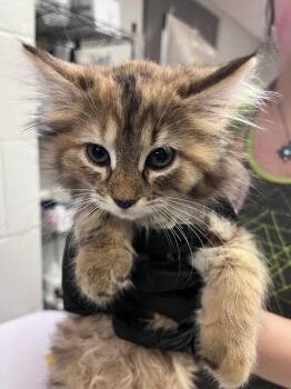 Seladon -  Domestic Short Hair Cat for Adoption in Cincinnati, Ohio - Seladon | PetCurious