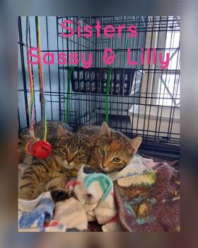 Rescue Domestic Short Hair Cats for Adoption in Liberty, New York - Lillyanna & Sassy | PetCurious