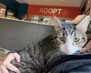Sid -  Domestic Short Hair Cat for Adoption in Osseo, Michigan - Sid | PetCurious