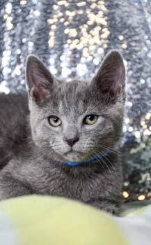 Malcolm -  Domestic Short Hair Cat for Adoption in Yakima, Washington - Malcolm | PetCurious