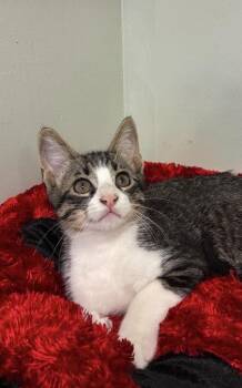 Gizmo -  Domestic Medium Hair and Domestic Short Hair Cat for Adoption in Picayune, Mississippi - Gizmo | PetCurious