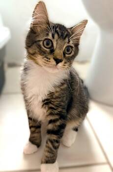 Chickpea -  Domestic Long Hair and Tabby Cat for Adoption in Fort Myers, Florida - Chickpea | PetCurious