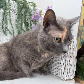 Domestic Short Hair Cats Available for Adoption in Eaton Rapids, Michigan - Confiki  56220 | PetCurious