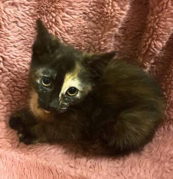 Houdina -  Tortoiseshell and Domestic Short Hair Cat for Adoption in Columbia, South Carolina - Houdina | PetCurious