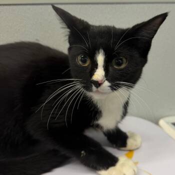 Ozzy -  Domestic Short Hair Cat for Adoption in Tampa, Florida - Ozzy | PetCurious