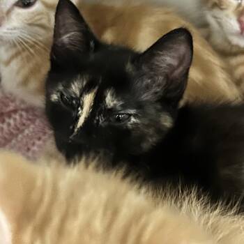 Potter -  Domestic Short Hair Cat for Adoption in Durango, Colorado - Potter | PetCurious