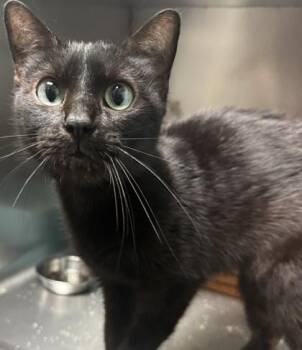 Joan of Ark -  Domestic Short Hair Cat for Adoption in Fishers, Indiana - Joan Of Ark | PetCurious