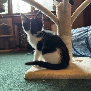 Lola -  Domestic Short Hair Cat for Adoption in Woodinville, Washington - Lola | PetCurious