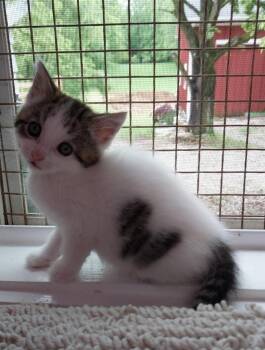 Allegiant * IN FOSTER * -  Domestic Medium Hair Cat for Adoption in South Bend, Indiana - Allegiant * IN FOSTER * | PetCurious