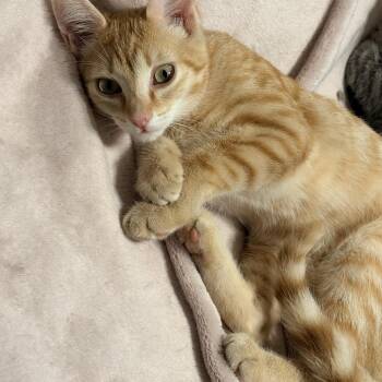Bo -  Domestic Short Hair Cat for Adoption in Fredericton, New Brunswick - Bo | PetCurious