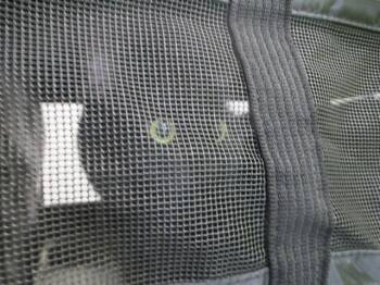 IRIS -  Domestic Short Hair Cat for Adoption in Ocala, Florida - IRIS | PetCurious