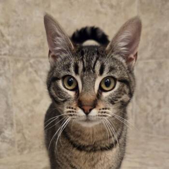 Domestic Short Hair Cats Available for Adoption in Redwood Valley, California - Choco | PetCurious