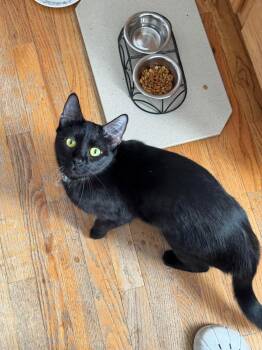 Domestic Short Hair Cats Available for Adoption - Juniper | PetCurious