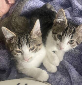 Domestic Short Hair Cats Available for Adoption - Girlie And Buddy | PetCurious