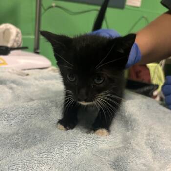 Colonel Crumpet -  Domestic Short Hair Cat for Adoption in Philadelphia, Pennsylvania - Colonel Crumpet | PetCurious