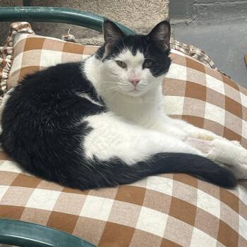 Domestic Short Hair Cats Available for Adoption - Sashi | PetCurious