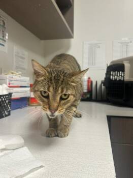 Bobbi -  Domestic Short Hair Cat for Adoption in Greenfield, Indiana - Bobbi | PetCurious