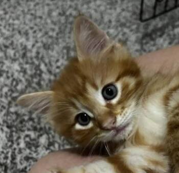 Domestic Long Hair Cats Available for Adoption in Lafayette, Louisiana - Kylian | PetCurious