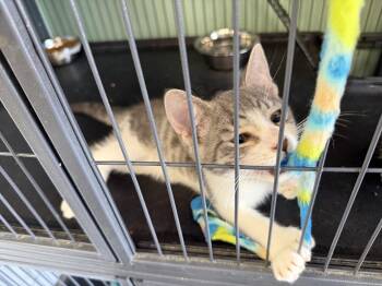 Domestic Short Hair Cats Available for Adoption in Broomall, Pennsylvania - Tinky- Polydactyl! | PetCurious