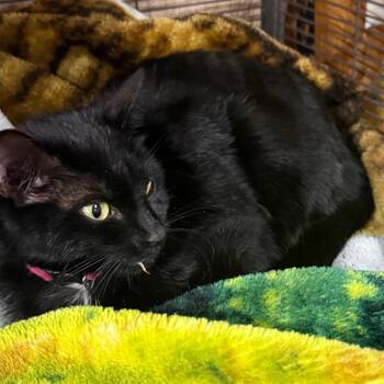 Domestic Short Hair Cats Available for Adoption in Lancaster, Ohio - Caty Cat | PetCurious