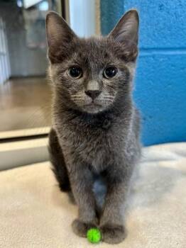 Charli Elyse -  Domestic Short Hair Cat for Adoption in Wichita, Kansas - Charli Elyse | PetCurious