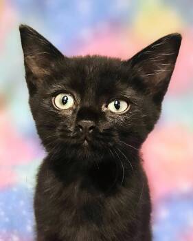 Chester - Rancho Cucamonga PetSmart -  Domestic Short Hair Cat for Adoption in Yorba Linda, California - Chester - Rancho Cucamonga PetSmart | PetCurious