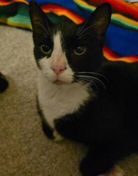 Missy -  Domestic Short Hair Cat for Adoption in Fairfax, Virginia - Missy | PetCurious