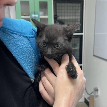 Domestic Short Hair Cats Available for Adoption - Obsidian | PetCurious