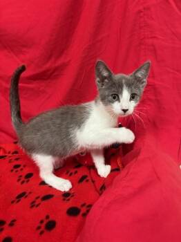 A613864 -  Domestic Short Hair Cat for Adoption in Modesto, California - A613864 | PetCurious
