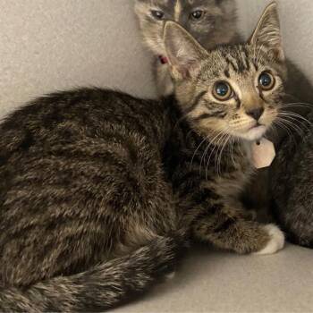 LUKE SKYWALKER -  Domestic Short Hair Cat for Adoption in Aurora, Colorado - LUKE SKYWALKER | PetCurious