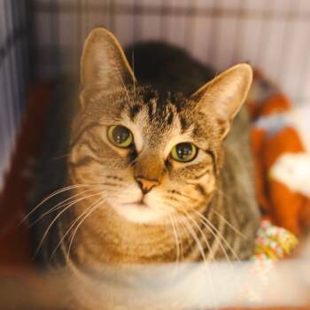 Domestic Short Hair Cats Available for Adoption - Purrscilla  | PetCurious
