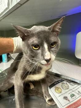 SKEDADDLE -  Domestic Short Hair Cat for Adoption in Jacksonville, Florida - SKEDADDLE | PetCurious