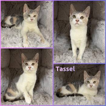 Tassel -  Domestic Short Hair Cat for Adoption in Windy Hills, Kentucky - Tassel | PetCurious