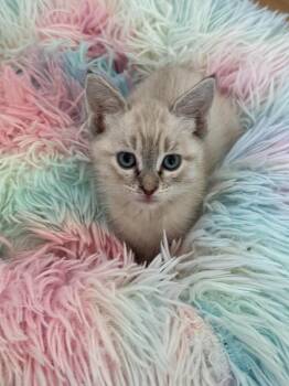 Bernadette -  Domestic Short Hair Cat for Adoption in Millcreek, Utah - Bernadette | PetCurious