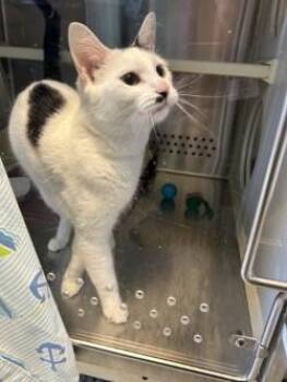 Domestic Short Hair Cats Available for Adoption in Kansas City, Missouri - Bintou | PetCurious