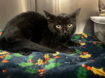 Ouija -  Domestic Short Hair Cat Available for Adoption in Grants Pass, Oregon - Ouija | PetCurious