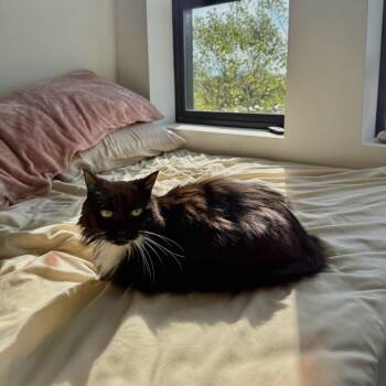 Rescue Domestic Long Hair Cats for Adoption in South Burlington, Vermont - Jade - Available From Foster | PetCurious