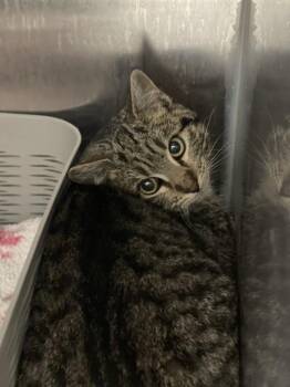 Domestic Short Hair Cats Available for Adoption - Cyclone | PetCurious