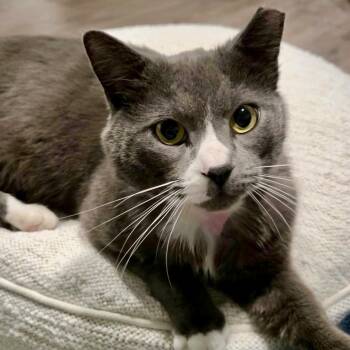 Domestic Short Hair Cats Available for Adoption - Scotch | PetCurious