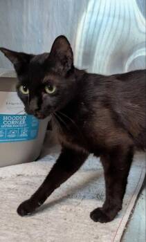 Junie B. Jones -  Domestic Short Hair Cat Available for Adoption in Ocala, Florida - Junie B. Jones | PetCurious
