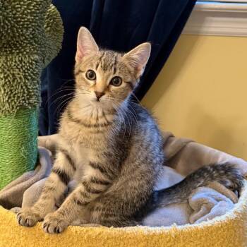 Nancy -  Domestic Short Hair Cat for Adoption in Chattanooga, Tennessee - Nancy | PetCurious