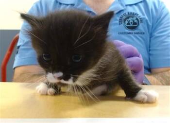 Domestic Short Hair Cats Available for Adoption in Doral, Florida - LAURENT | PetCurious