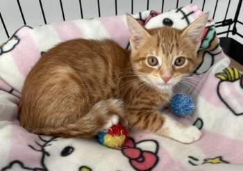 Sona -  Domestic Short Hair Cat for Adoption in Seaford, New York - Sona | PetCurious
