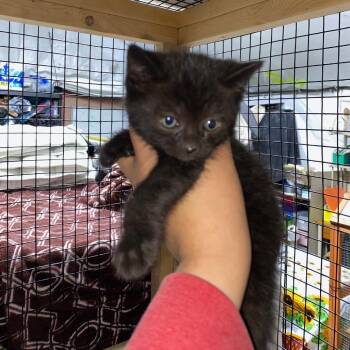 Baguette -  Domestic Short Hair Cat for Adoption in Los Angeles, California - Baguette | PetCurious
