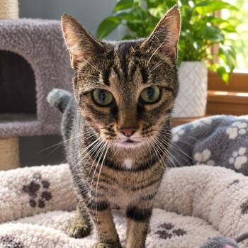 Luna -  Domestic Short Hair Cat for Adoption in Mantua Township, New Jersey - Luna | PetCurious